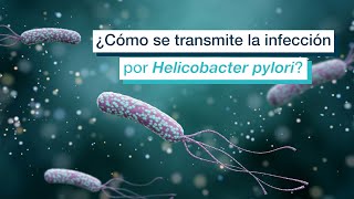 ¿Cómo se transmite la infección por Helicobacter pylori [upl. by Puklich634]