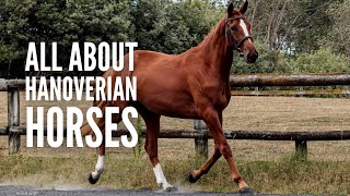 Hanoverian Horses 101 All You Need to Know [upl. by Nnaik]