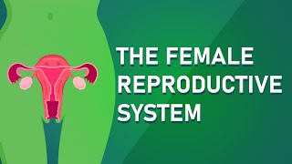 Understanding The Female Reproductive System [upl. by Eniluqcaj776]