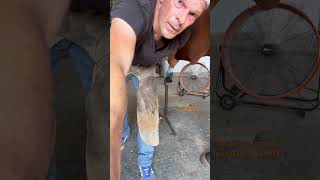 Rasping a horse foot horse  satisfying shorts farrier [upl. by Shaddock]