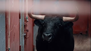 Desembarque y sorteo de los toros de José Escolar y El Retamar para la Copa Chenel en Alalpardo [upl. by Naillij828]