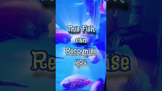 MarbleVelvet cichlid cichlid oscars fish fishing fishlover aquarium pets fishtank petfish [upl. by Mayer]