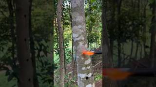 Tree Inoculation EXPLAINED [upl. by Fiorenze115]