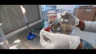 Method of Triple sugar iron test TSIMicrobiology biochemical TSI [upl. by Zeugirdor]