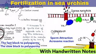 Fertilization in Sea urchins  External fertilization  Full lecture  Developmental Biology  Notes [upl. by Alyk]