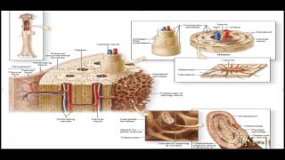 بافت شناسی استخوان Bone Histology پزشکی جان کوئیرا استخوان شناسی و جنین شناسی استخوان [upl. by Ribaj]