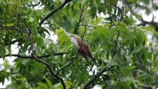 Yellowbilled Cuckoo [upl. by Aieken]