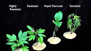 Glyphosate SOA 9 Sensitive vs Resistant Giant Ragweed 3 [upl. by Yelmene471]