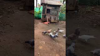 Pigeon over breeding problem 🤬 [upl. by Alled714]