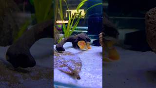 Apistogramma Dwarfcichlid Zucht Breeding 🔔🔔shortvideo cichlid apistogramma dwarfcichlid pets [upl. by Gertrudis]