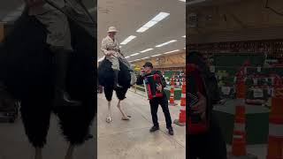 Oscar the Awesome Ostrich at the Bloomsburg Fair PA [upl. by Novelia]