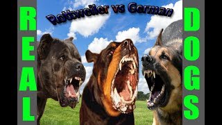 Rottweiler vs German Shepherd  fight to the death [upl. by Nagel]