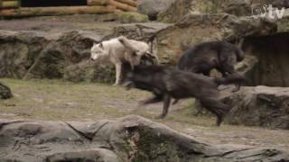 BÄR UND WOLF im Wildpark Lüneburger Heide [upl. by Tawney]