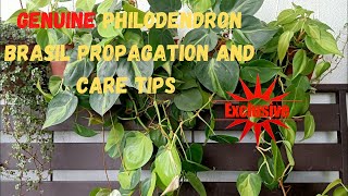 How To Propagate And Take Care Of Philodendron Brasil  Heartleaf  Sweet Heart [upl. by Nairolf2]