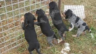 75 week BLUETICK x BEAGLE MIX PUPPIES [upl. by Tadd]