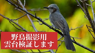 野鳥撮影初心者の方へ 人に聞きにくい三脚選び？雲台選びのお手伝い！ Leofoto レオフォト [upl. by Cutlor]