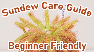 Sundew Care Guide  Carnivorous Plants  EASY [upl. by Anallese314]