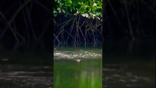 Gong Lei এটা আবার কোন টেকনিকে মাছ ধরা বলে তাতেও মাছ ধরল fishing cutfrom [upl. by As]