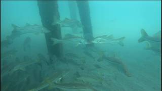 Dropping A Camer Under The Juno Beach Pier Sharks And Snooks [upl. by Steere]