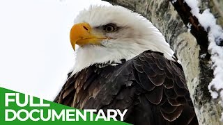 Eagles The Kings of the Sky  Free Documentary Nature [upl. by Hagai]