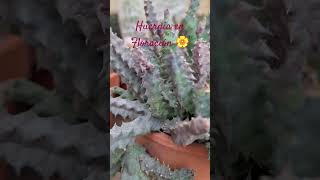 Huernia tigrinacon sus flores 🏵Huernia cactumaniaspain suculentas [upl. by Rosanna]