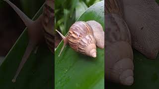 Amazing and Active Snail doing Stretching shortvideo nature Snail shelledgastropod molluscan [upl. by Elleneg]