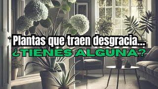 Evita esta planta en tu hogar ¡solo trae mala suerte y pobreza [upl. by Adleremse]