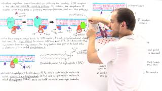 Phosphoinositide Signal Pathway [upl. by Enajaras101]