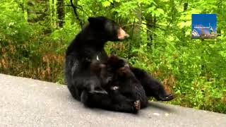 Black Bear Cubs Cant Wait for Mothers Milk  Mama bears hungry cubs [upl. by Anirdnajela]