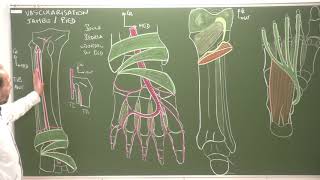 MI 9  Vascularisation de la jambe et du pied Vascularization of the leg and foot [upl. by Ogaitnas879]