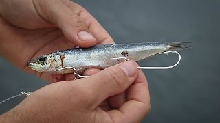 How To Rig Pilchards For Bait Fishing [upl. by Adnilim]