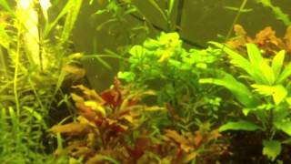 How To Trim Hygrophila Angustifolia [upl. by Deuno]