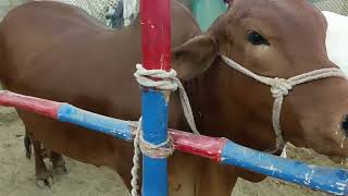 Malir Mandi Karachi Cattle rate update 10 December 2024 Cow mandi 2025  Bakra Mandi 2025 [upl. by Amees]