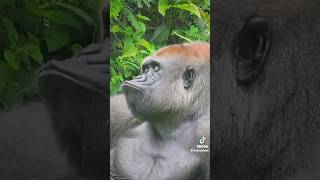 quotGorilla Giggles A Hilarious Compilation of Funny Gorilla Momentsquot [upl. by Enimajneb]