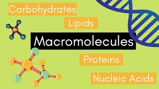 macromolecules science gened profed let learnontiktok letsgo letexam [upl. by Meisel600]