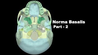 Norma Basalis Part  2  The attachments and the structures passing through the foramina [upl. by Haisoj]