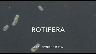 Rotifera [upl. by Rhine]