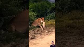 lion africonwildline animals wildlife lionsofafrica funny eastafricanlion safari [upl. by Lebatsirc]