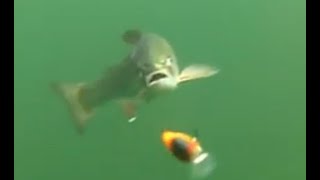 Underwater Trout Strike at Buntzen Lake [upl. by Spaulding126]