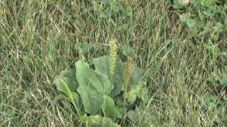 Controlling Fall Lawn Weeds [upl. by Harley]