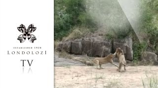 Male Lion Attacked by Lioness with Cubs  Londolozi [upl. by Dnalrag655]