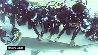 Strong Women Christina Zenato  The Shark Whisperer Learning World S4E24 33 [upl. by Golding]