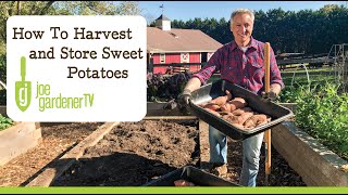 How to Harvest Cure and Store Sweet Potatoes [upl. by Reagen]