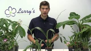 How to Grow Oncidium Orchids  Complete Growig Guide [upl. by Sykleb]