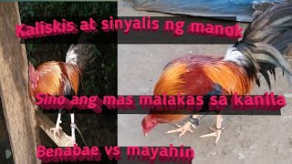 Mayahin Vs Bulik Sinyalis Ng Manok Panabong Mga kaliskis Ng Manok [upl. by Liartnod941]