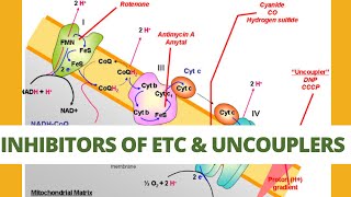 Inhibitors of ETC and uncouplers of Oxidative phosphorylation CSIR NET ICMR TIFR DBT BET [upl. by Etnuaed932]