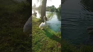 An aggressive swan attacks Mukhtar😂🤣 swan animal dog pet bird [upl. by Enaira]