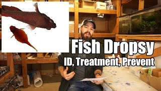 Fish Dropsy  Fish Bloat  Symptoms Causes Prevention amp Treatment [upl. by Botti630]