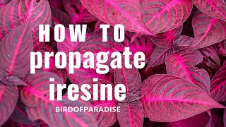 How to Grow Iresine Blazin’ Rose BloodleafWITHOUT ROOTING HORMONE Shade Plants BirdofParadise [upl. by Auos]