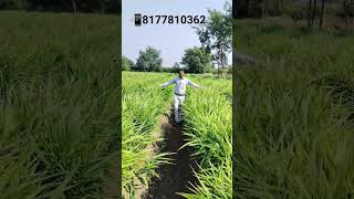 No 1 result on ginger आले farming अद्रक agriculture [upl. by Screens]